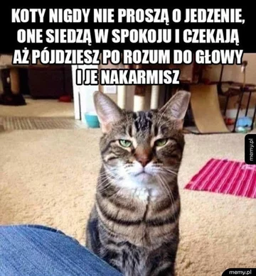 Memy z kotami w roli głównej 