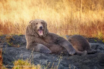 Finaliści konkursu Comedy Wildlife Photo Awards 2021 