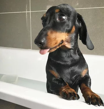 Monty the Miniature Dachshund 