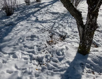 Miniatura: Dziwne placki na śniegu. Wiadomo, skąd się...