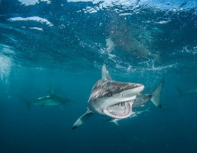 Miniatura: Rekordowa liczba ataków rekinów