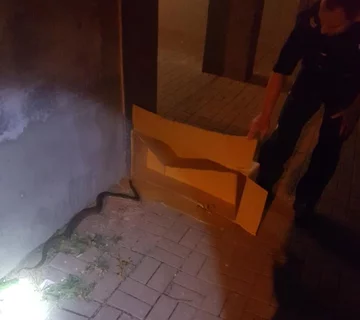 Boa tęczowy znaleziony na Woli 