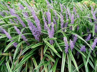 Liriope szafirkowata, Liriope spicata