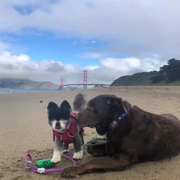 Abi i Dabi - psy, które połączyła przyjaźń 