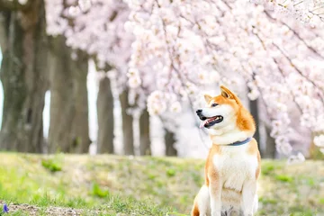 Hachi 