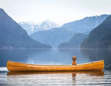 Miniatura: Ten pies kocha podróże i robi furorę na...