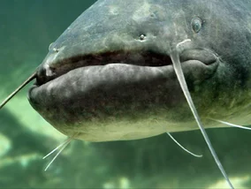 Miniatura: Gigantyczne ryby maleją w mgnieniu oka....