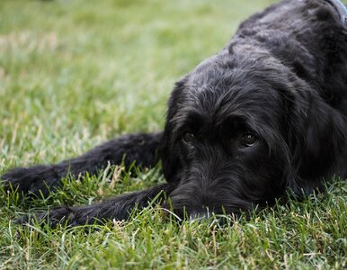 Miniatura: Tak Polacy opłakują zwierzęta. Monetyzacja...