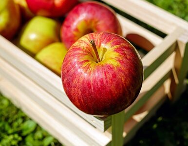 Miniatura: Korzyści zdrowotne jabłek. Czy jedno...