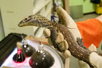 Charlie, samica warana 