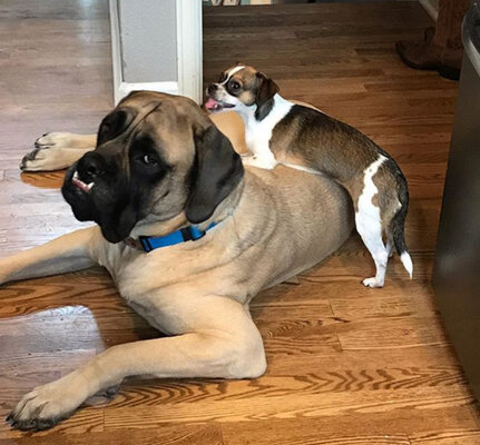 Miniatura: Gigantyczny mastif angielski i miniaturowy...