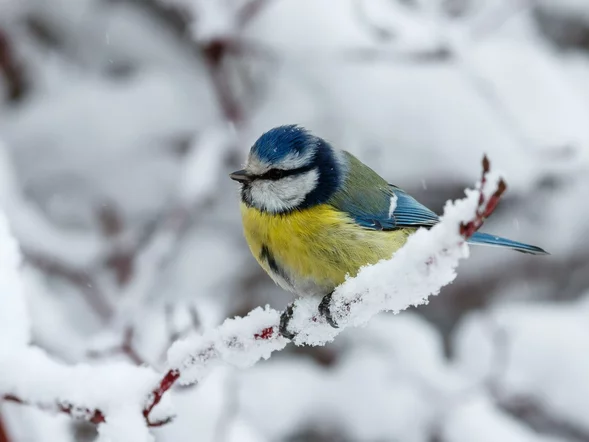 Miniatura: Grudniowy QUIZ z polskich przysłów z...