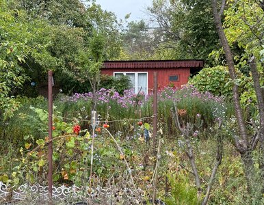 Miniatura: Nawet 50 tys. zł dla działkowców. Nabór...