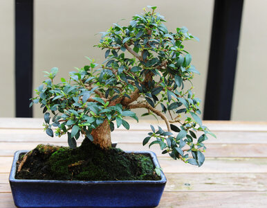 Miniatura: To bonsai rośnie w domu i w ogrodzie....