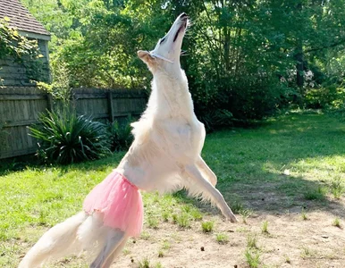 Miniatura: Rozmiar ma znaczenie. Dzięki pyskowi pies...