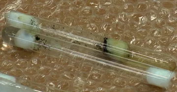 Mrówki w próbówce 