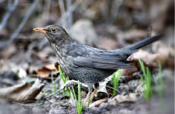 KOS-Turdus merula Fot. Wanda Modzelewska