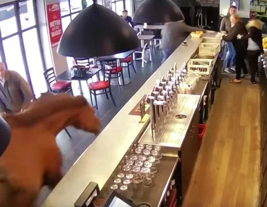 Miniatura: Koń wpadł do baru. Narozrabiał,...