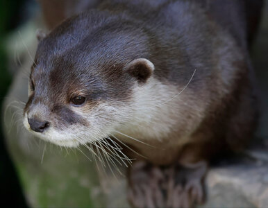 Miniatura: Ostatnio widziano ją 185 lat temu....