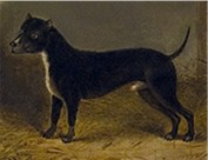 5. Bull and Terrier Były wykorzystywane w polowaniach, do walk psów i jako przynęta.