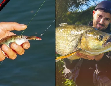 Miniatura: Rekordowy boleń złowiony w Gołuchowie! To...