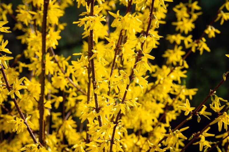 Forsycja pośrednia, Forsythia × intermedia