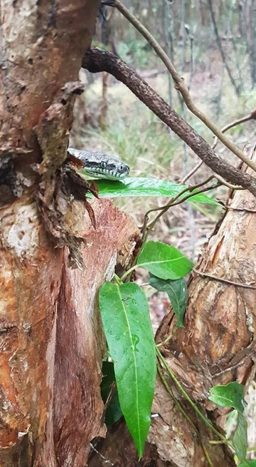 Wąż złapany przez pracowników firmy Brisbane Snake Catchers 