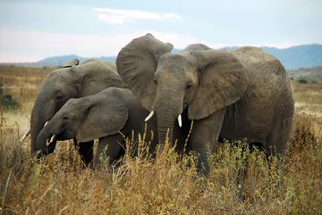 Ruaha National Park, Tanzania Jest domem dla około jednej dziesiątej zagrożonych lwów afrykańskich na świecie. Zrównoważone inicjatywy turystyczne pomagają odwiedzającym zobaczyć wielkie koty i wspierać ochronę dzikiej przyrody w parku i wokół niego.