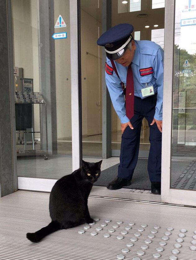 Koty kontra ochrona muzeum 