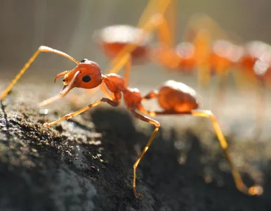 Miniatura: Zmutowane mrówki sieją spustoszenie....