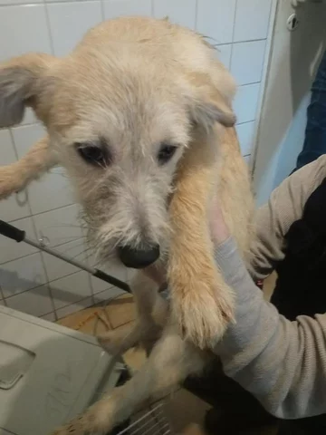 Psy odebrane właścicielce zaniedbanego mieszkania 