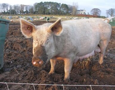 Miniatura: Pijani ukradli 130-kilogramową świnię,...