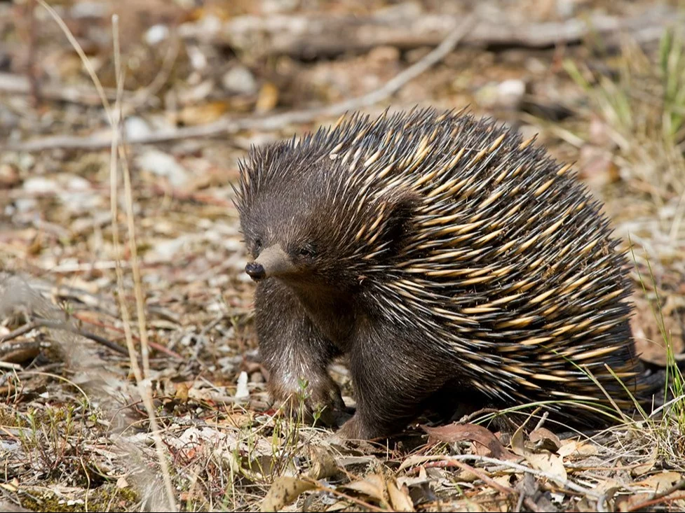Ssak, płaz, gady czy ryba? Wymagający quiz o zwierzętach