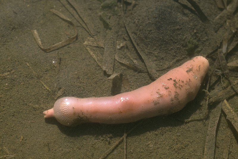 „Ryba penis”, czyli morski bezkręgowiec  z rodziny Urechidae 
