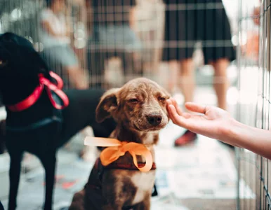 Miniatura: Koncert charytatywny w Galerii Młociny