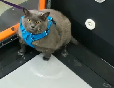 Miniatura: Ludzie utożsamiają się z otyłym kotem....