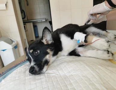 Miniatura: Wyrzucił psiaka z II piętra. „Kat będzie...