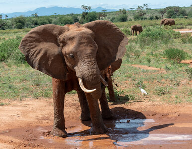 Miniatura: Nieznana choroba atakuje słonie, umierają...