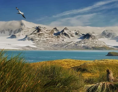 Miniatura: Podróżnik znalazł „klejnot oceanu”. To...