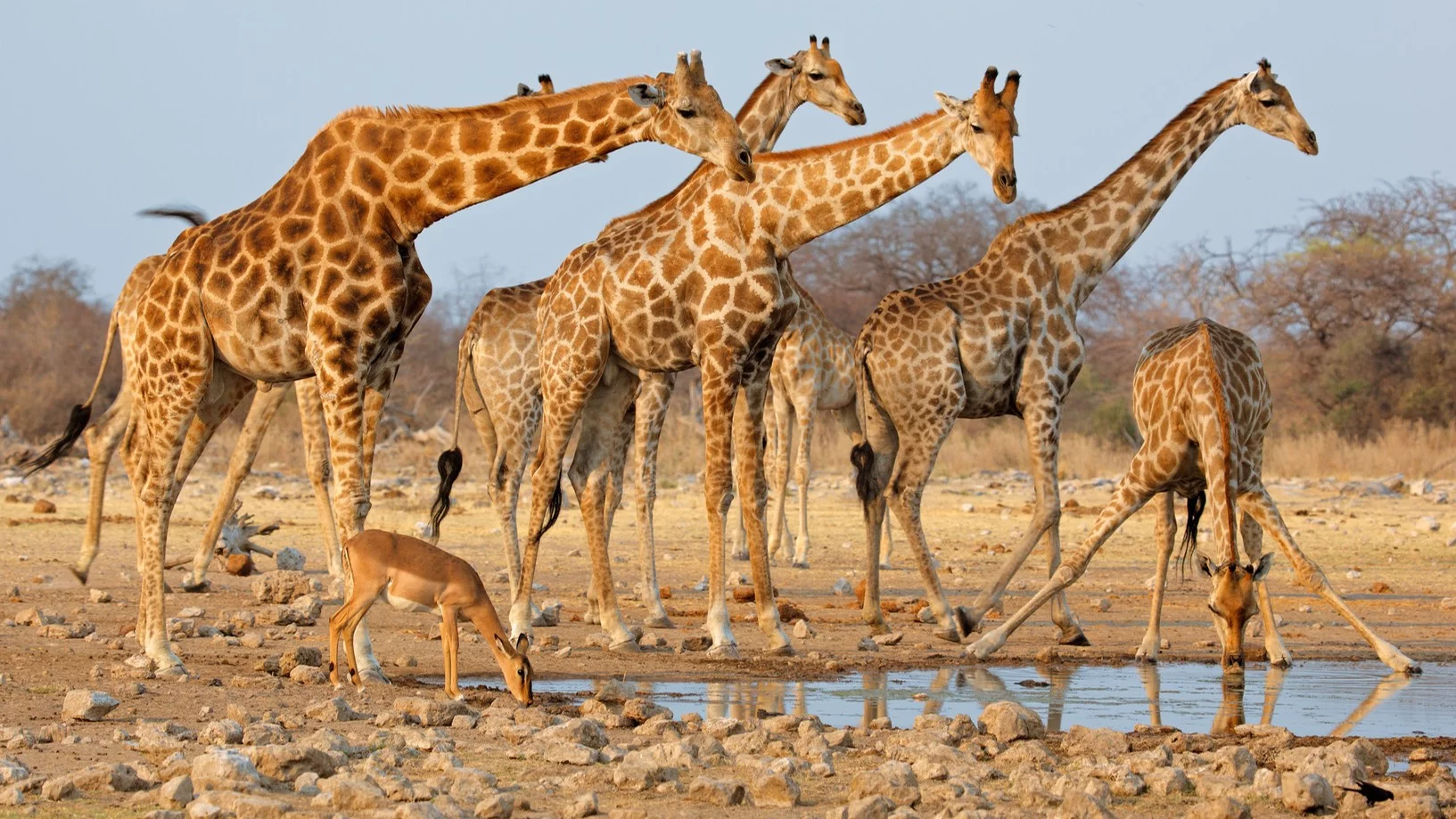 Quiz ortograficzny z nazwami zwierząt! Sprawdź się