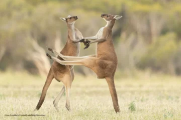 Finaliści konkursu Comedy Wildlife Photo Awards 2021 