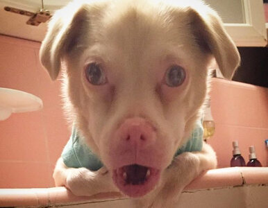 Miniatura: Tucker – pies albinos, który wciąż ma...