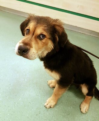 Miniatura: Te szczeniaki miały prawdziwego pecha. Po...