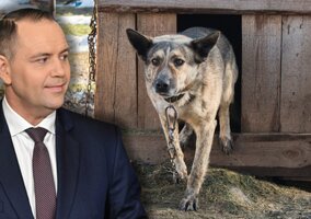 Miniatura: Ustawa łańcuchowa. „Psy na&nbsp;łańcuchu...