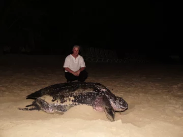 Żółw skórzasty na plaży w Saint Croix 