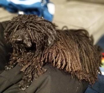 Napoleon, przedstawiciel rasy puli 