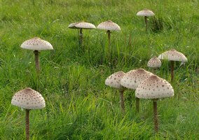 Miniatura: Grzybiarze ruszyli do lasów. Ujawnili...