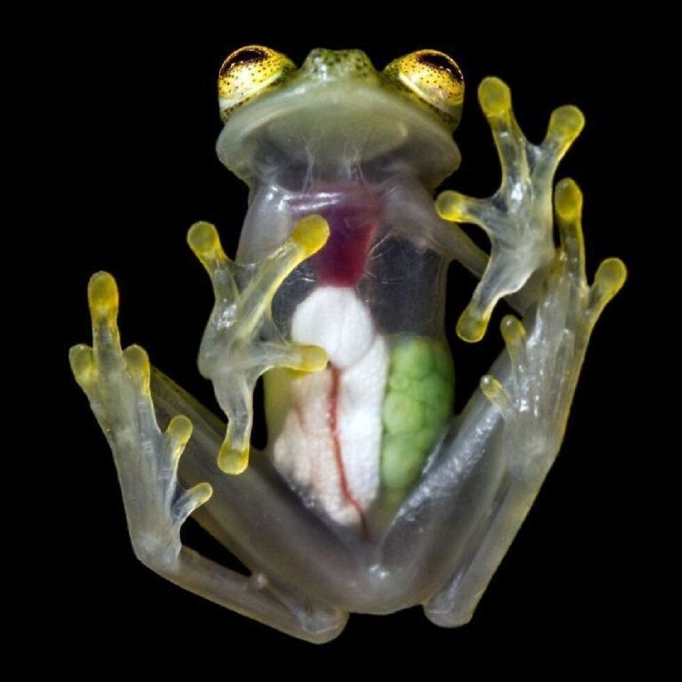 "Szklana" żaba i jej organy wewnętrzne 