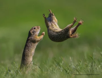 Finaliści konkursu Comedy Wildlife Photo Awards 2021 