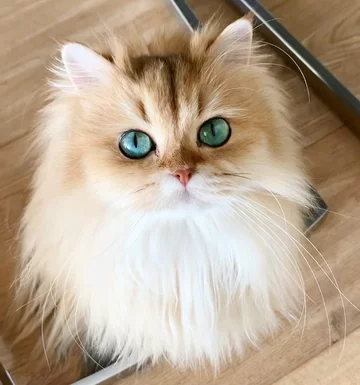 Zwierzęta o nietypowym wyglądzie 